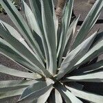 Agave shaferi Other
