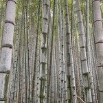 Phyllostachys edulis Bark