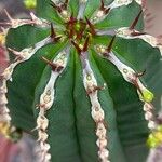 Euphorbia handiensis Foglia