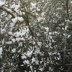Retama raetam Fleur