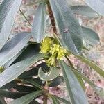 Daphne laureola Flower