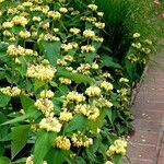 Phlomis russeliana 整株植物