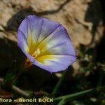 Convolvulus meonanthus Λουλούδι