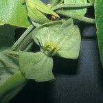 Dalechampia tiliifolia Fruit