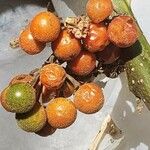 Solanum violaceum Fruit