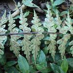 Asplenium aethiopicum পাতা