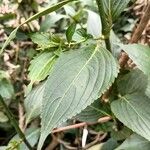 Strobilanthes cusia Leaf