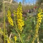 Melilotus officinalis 花