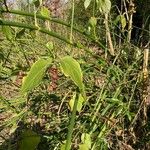 Leycesteria formosa Habitus