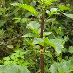 Scrophularia trifoliata Fleur