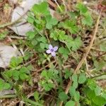 Houstonia micrantha Blüte