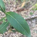 Ocotea acutifolia Hoja