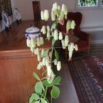 Kalanchoe pinnata Flower