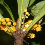 Clavija costaricana Fruit