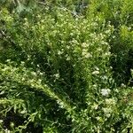 Erigeron annuus Habitat