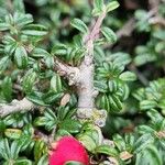 Cotoneaster microphyllus Ŝelo