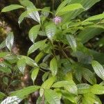 Psychotria urbaniana Хабит