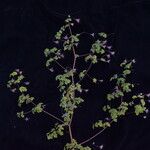 Thalictrum platycarpum Агульны выгляд