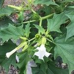 Datura stramonium 花