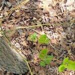 Smilax rotundifolia Liść