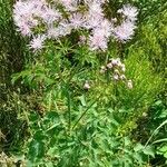 Thalictrum aquilegiifolium Vekstform