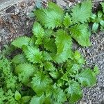 Urtica stachyoides Fulla