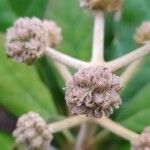 Breonia havilandiana Flor