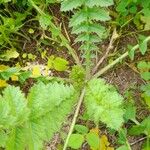 Brassica tournefortii Habit