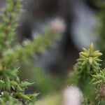 Erica galioides Hoja