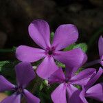 Phlox amoena Kvet