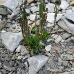 Arabis caerulea Habitus