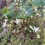 Saxifraga bronchialis Květ