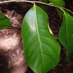 Vantanea barbourii Hoja