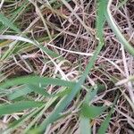 Carex flacca Ліст