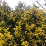 Acacia pycnantha Blomst