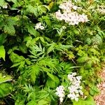 Achillea macrophyllaFlower