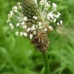 Plantago argentea Virág