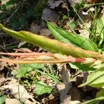 Rumex acetosa Other