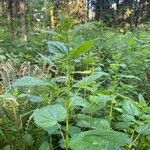 Boehmeria cylindrica Листок