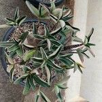 Adenium multiflorum Levél