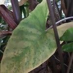 Colocasia esculenta Lehti
