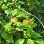 Prunus domestica Frugt