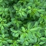Trigonella foenum-graecum पत्ता