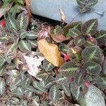 Episcia cupreataΛουλούδι