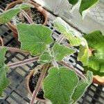 Uncarina roeoesliana Leaf