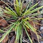 Carex ornithopoda Blatt