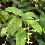 Gaertnera trachystyla Leaf