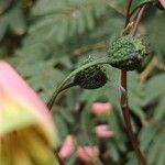 Bomarea edulis Fruit