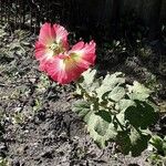 Alcea setosa Агульны выгляд