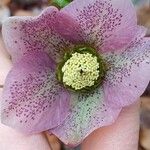 Helleborus orientalisKvět